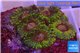 Zoanthus Fijii premium 5-6 polyps WYSIWYG acclimaté
