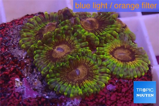 Zoanthus Fijii premium 5-6 polyps WYSIWYG acclimaté