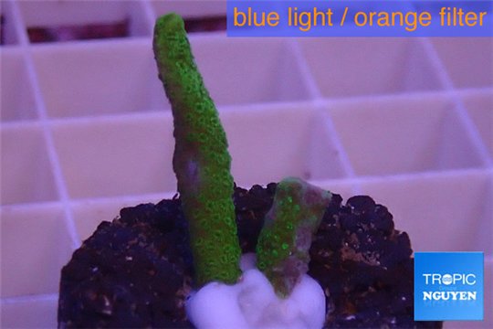 Montipora digitata green 2 cm WYSIWYG acclimaté