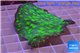 Echinopora lamellosa neon green spot 5-7 cm WYSIWYG acclimaté