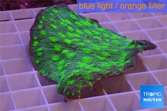 Echinopora lamellosa neon green spot 5-7 cm WYSIWYG acclimaté
