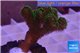 Pocillopora damicornis green & pink tip 2-4 cm WYSIWYG acclimaté
