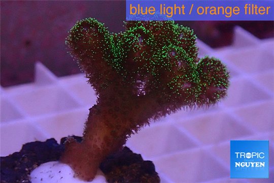 Pocillopora damicornis green & pink tip 2-4 cm WYSIWYG acclimaté