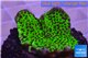 Montipora green & purple polyps 3-4 cm WYSIWYG acclimaté