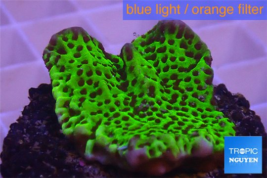 Montipora green & purple polyps 3-4 cm WYSIWYG acclimaté