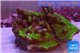 Montipora green & purple polyps 9-12 cm WYSIWYG acclimaté