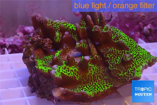 Montipora green & purple polyps 9-12 cm WYSIWYG acclimaté