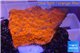 Montipora capricornis red plate damaged 2-3 cm WYSIWYG acclimaté