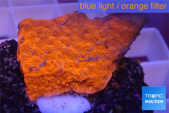 Montipora capricornis red plate damaged 2-3 cm WYSIWYG acclimaté