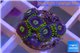 Zoanthus neon green magician blue 5-6 polyps WYSIWYG acclimaté