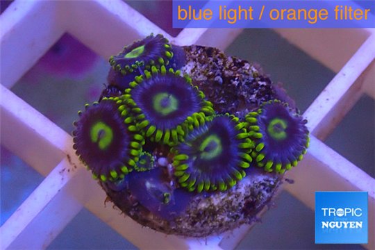 Zoanthus neon green magician blue 5-6 polyps WYSIWYG acclimaté
