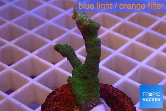 Montipora digitata green 3-4 cm WYSIWYG acclimaté