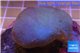 Sarcophyton long polyps 4-8 cm WYSIWYG acclimaté