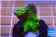 Montipora green & purple polyps 2-4 cm WYSIWYG acclimaté