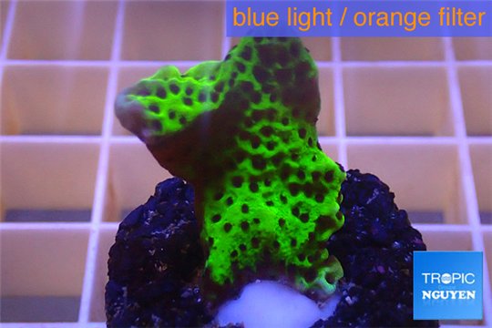 Montipora green & purple polyps 2-4 cm WYSIWYG acclimaté