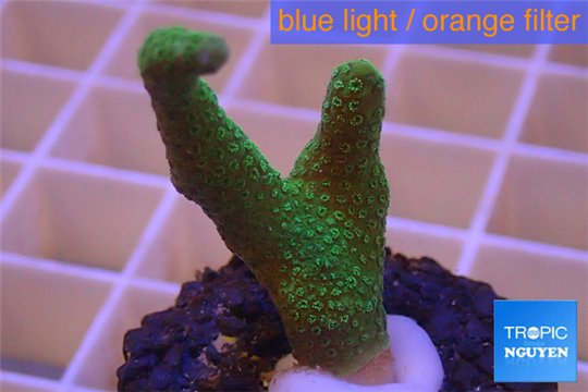 Montipora digitata green 3-4 cm WYSIWYG acclimaté