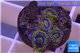 Zoanthus neon green magician blue 4-5 polyps WYSIWYG acclimaté
