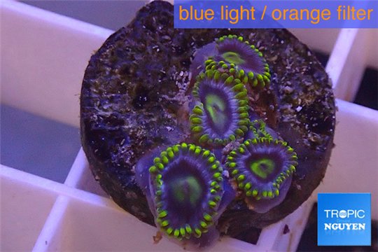 Zoanthus neon green magician blue 4-5 polyps WYSIWYG acclimaté