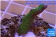 Montipora digitata green 2-3 cm WYSIWYG acclimaté
