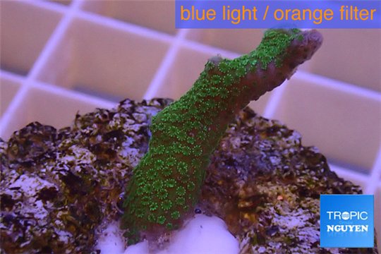 Montipora digitata green 2-3 cm WYSIWYG acclimaté