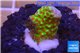 Montipora red fire forest 1-2 cm WYSIWYG acclimaté