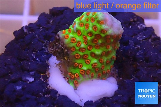 Montipora red fire forest 1-2 cm WYSIWYG acclimaté