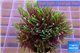 Pachyclavularia neon green 4-6 cm WYSIWYG acclimaté