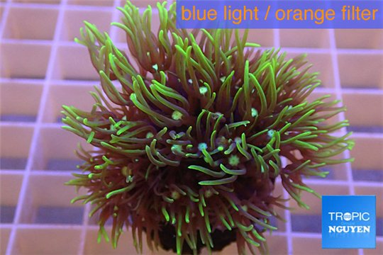 Pachyclavularia neon green 4-6 cm WYSIWYG acclimaté