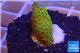 Montipora red fire forest 2-3 cm WYSIWYG acclimaté