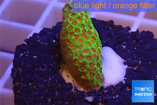 Montipora red fire forest 2-3 cm WYSIWYG acclimaté