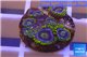 Zoanthus neon green magician blue 6-8 polyps WYSIWYG acclimaté