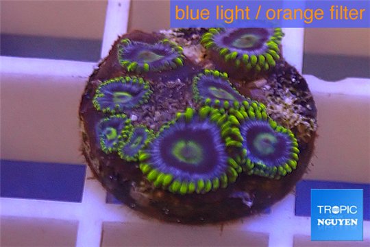 Zoanthus neon green magician blue 6-8 polyps WYSIWYG acclimaté