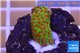 Montipora red fire forest 2-3 cm WYSIWYG acclimaté