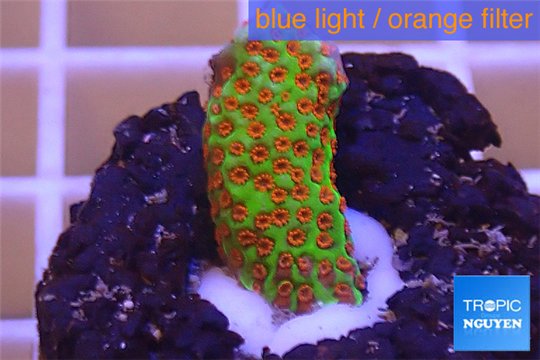 Montipora red fire forest 2-3 cm WYSIWYG acclimaté