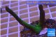 Montipora digitata green 3-5 cm WYSIWYG acclimaté