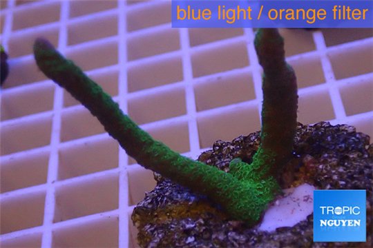 Montipora digitata green 3-5 cm WYSIWYG acclimaté