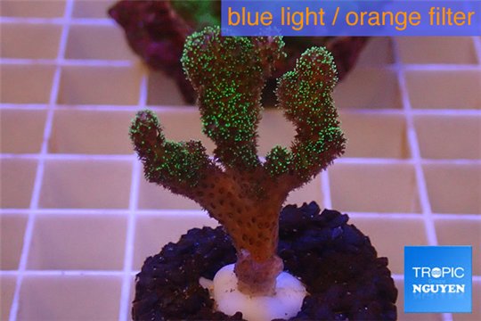Pocillopora damicornis green & pink tip 2-4 cm WYSIWYG acclimaté