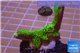 Montipora green & purple polyps 2-4 cm WYSIWYG acclimaté