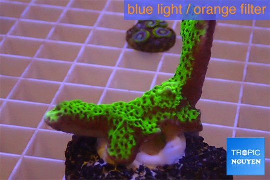 Montipora green & purple polyps 2-4 cm WYSIWYG acclimaté