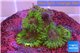 Zoanthus Fijii premium 6-7 polyps WYSIWYG acclimaté