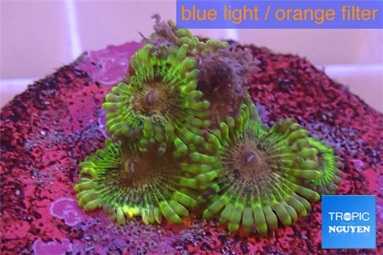 Zoanthus Fijii premium 6-7 polyps WYSIWYG acclimaté