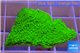 Montipora capricornis green plate damaged 2-3 cm WYSIWYG acclimaté
