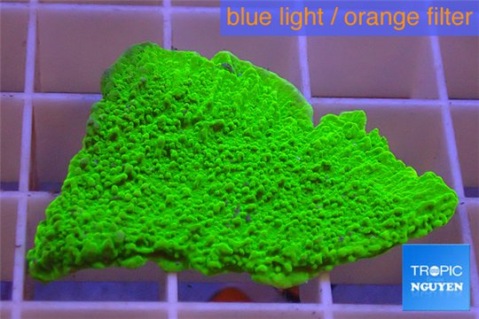 Montipora capricornis green plate damaged 2-3 cm WYSIWYG acclimaté