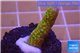 Montipora red fire forest 2-3 cm WYSIWYG acclimaté
