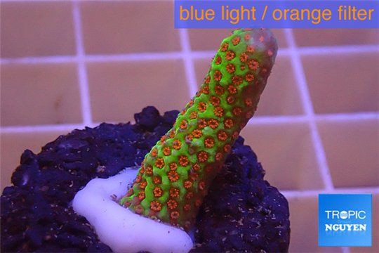 Montipora red fire forest 2-3 cm WYSIWYG acclimaté