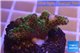Pocillopora damicornis green & pink tip 2-4 cm WYSIWYG acclimaté