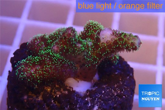 Pocillopora damicornis green & pink tip 2-4 cm WYSIWYG acclimaté