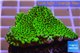 Montipora green & purple polyps 3-4 cm WYSIWYG acclimaté