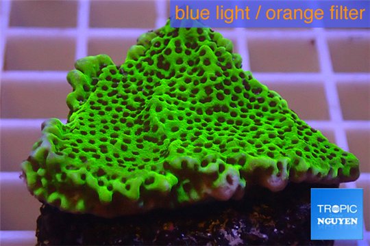 Montipora green & purple polyps 3-4 cm WYSIWYG acclimaté