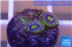 Zoanthus neon green magician blue 3-5 polyps WYSIWYG acclimaté